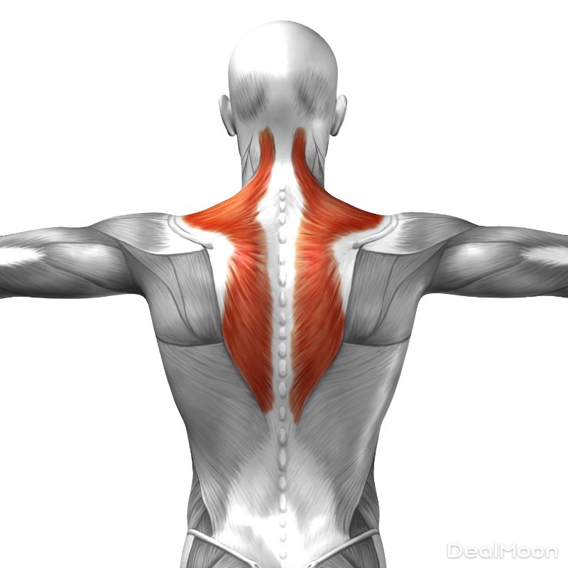 Lower-trapezius