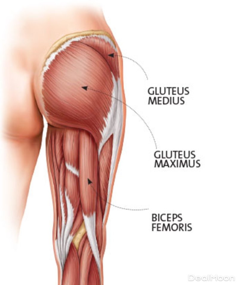 glute-anatomy